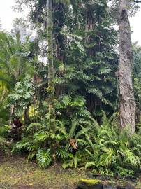 Fotografia da espécie Monstera deliciosa