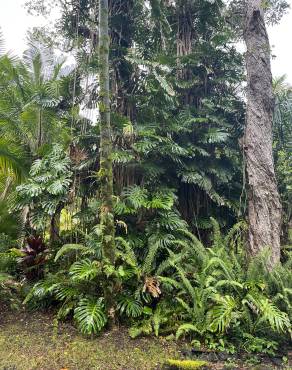 Fotografia 5 da espécie Monstera deliciosa no Jardim Botânico UTAD