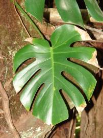Fotografia da espécie Monstera deliciosa