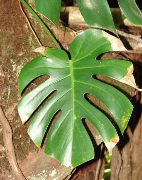 Fotografia 6 da espécie Monstera deliciosa no Jardim Botânico UTAD