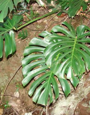 Fotografia 7 da espécie Monstera deliciosa no Jardim Botânico UTAD