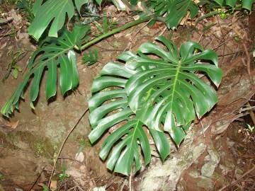 Fotografia da espécie Monstera deliciosa