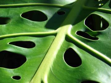 Fotografia da espécie Monstera deliciosa