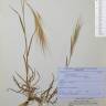 Fotografia de herbário 1 da espécie Bromus rigidus no Jardim Botânico UTAD