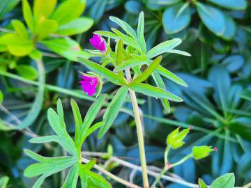 Fotografia da espécie Geranium dissectum