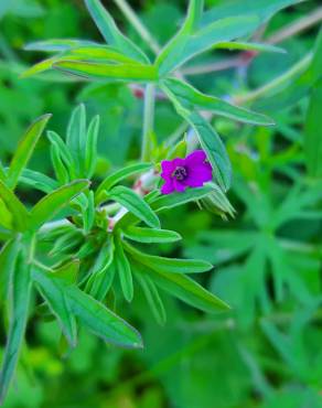 Fotografia 31 da espécie Geranium dissectum no Jardim Botânico UTAD