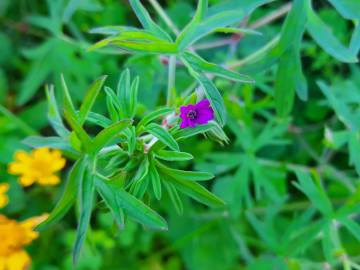 Fotografia da espécie Geranium dissectum