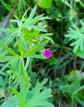 Fotografia 32 da espécie Geranium dissectum no Jardim Botânico UTAD