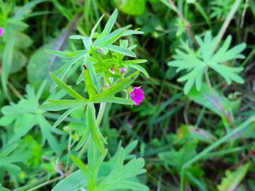 Fotografia da espécie Geranium dissectum