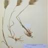 Fotografia de herbário 1 da espécie Bromus rubens no Jardim Botânico UTAD