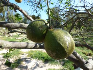 Fotografia da espécie Citrus × aurantium