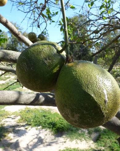 Fotografia de capa Citrus × aurantium - do Jardim Botânico