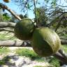 Fotografia 1 da espécie Citrus × aurantium do Jardim Botânico UTAD