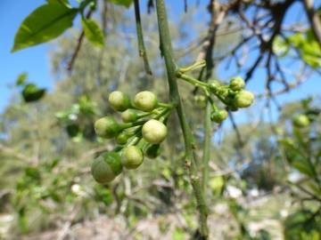 Fotografia da espécie Citrus × aurantium