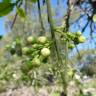 Fotografia 3 da espécie Citrus × aurantium do Jardim Botânico UTAD