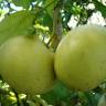 Fotografia 4 da espécie Citrus × aurantium do Jardim Botânico UTAD