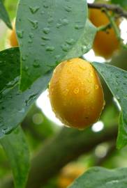 Fotografia da espécie Citrus japonica