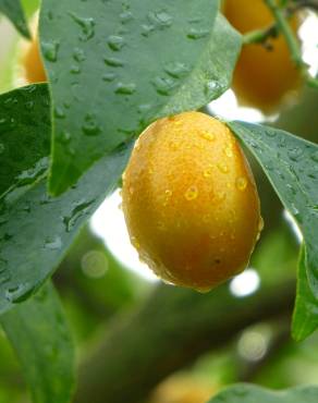 Fotografia 3 da espécie Citrus japonica no Jardim Botânico UTAD