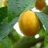 Fotografia 3 da espécie Citrus japonica do Jardim Botânico UTAD