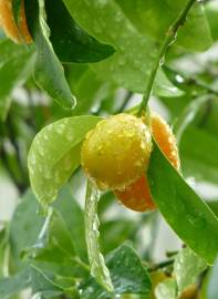 Fotografia da espécie Citrus japonica