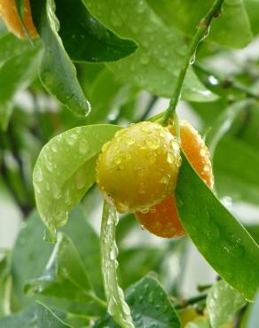 Fotografia 4 da espécie Citrus japonica no Jardim Botânico UTAD