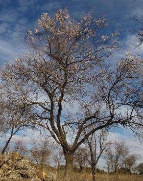 Fotografia 6 da espécie Prunus amygdalus no Jardim Botânico UTAD