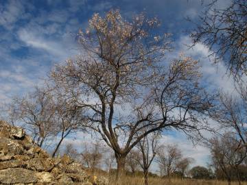 Fotografia da espécie Prunus amygdalus