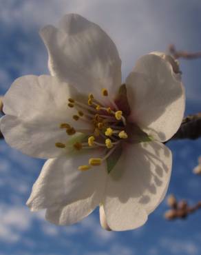 Fotografia 7 da espécie Prunus amygdalus no Jardim Botânico UTAD