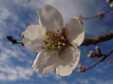 Fotografia da espécie Prunus amygdalus