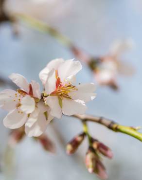 Fotografia 9 da espécie Prunus amygdalus no Jardim Botânico UTAD