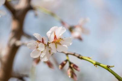 Fotografia da espécie Prunus amygdalus