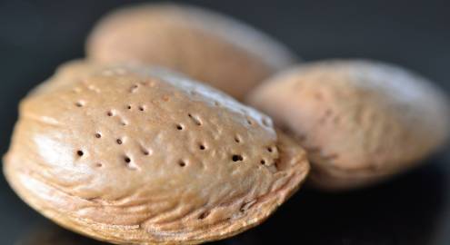 Fotografia da espécie Prunus amygdalus