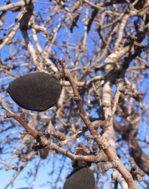 Fotografia 3 da espécie Prunus amygdalus no Jardim Botânico UTAD
