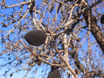 Fotografia da espécie Prunus amygdalus