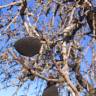 Fotografia 3 da espécie Prunus amygdalus do Jardim Botânico UTAD