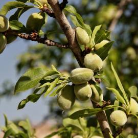 Fotografia da espécie Prunus amygdalus