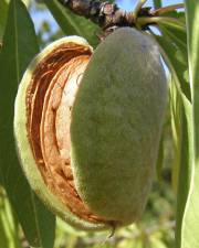 Fotografia da espécie Prunus amygdalus