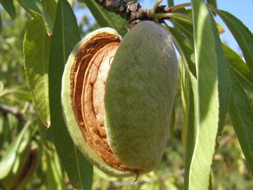 Fotografia da espécie Prunus amygdalus