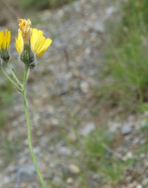 Fotografia 4 da espécie Hieracium glaucinum no Jardim Botânico UTAD