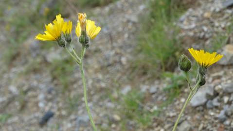 Fotografia da espécie Hieracium glaucinum