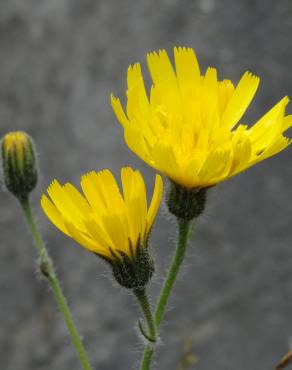 Fotografia 3 da espécie Hieracium glaucinum no Jardim Botânico UTAD