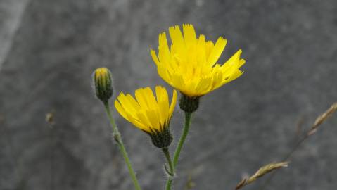 Fotografia da espécie Hieracium glaucinum