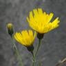 Fotografia 3 da espécie Hieracium glaucinum do Jardim Botânico UTAD