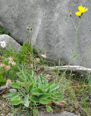 Fotografia 2 da espécie Hieracium glaucinum no Jardim Botânico UTAD