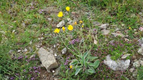 Fotografia da espécie Hieracium glaucinum