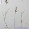 Fotografia de herbário 1 da espécie Bromus rubens no Jardim Botânico UTAD