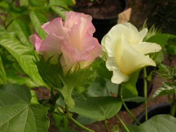 Fotografia da espécie Gossypium herbaceum