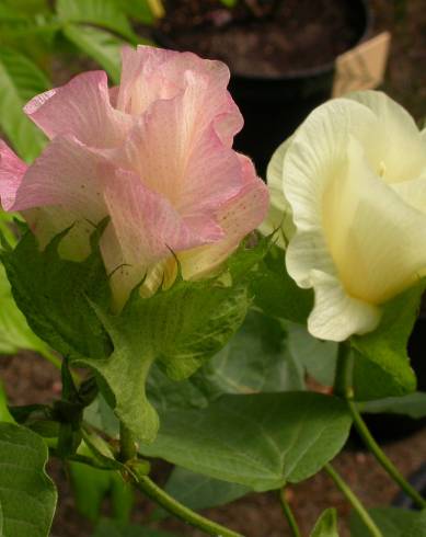 Fotografia de capa Gossypium herbaceum - do Jardim Botânico