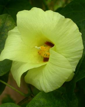 Fotografia 3 da espécie Gossypium herbaceum no Jardim Botânico UTAD