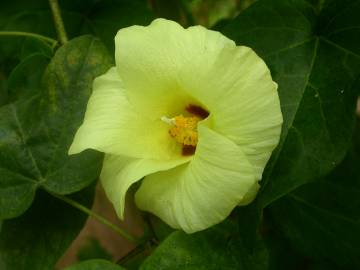 Fotografia da espécie Gossypium herbaceum